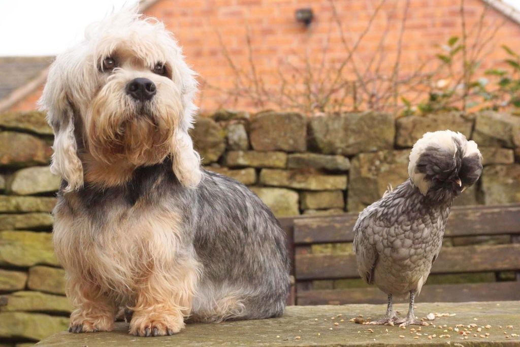 Dandie Dinmont Terrier with long shaggy light and dark fur, long beard and droopy ears sitting near a Polish chicken on a stone surface.