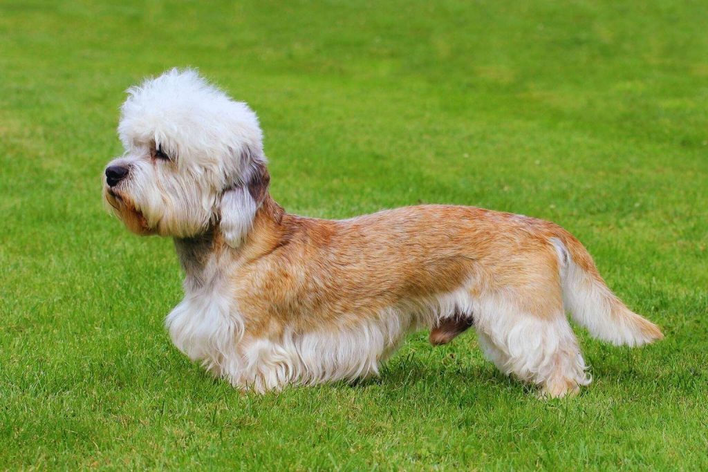 Dandie Dinmont Terrier standing on green lawn, with long body, short legs, light brown and white coat, and distinctive white topknot.
