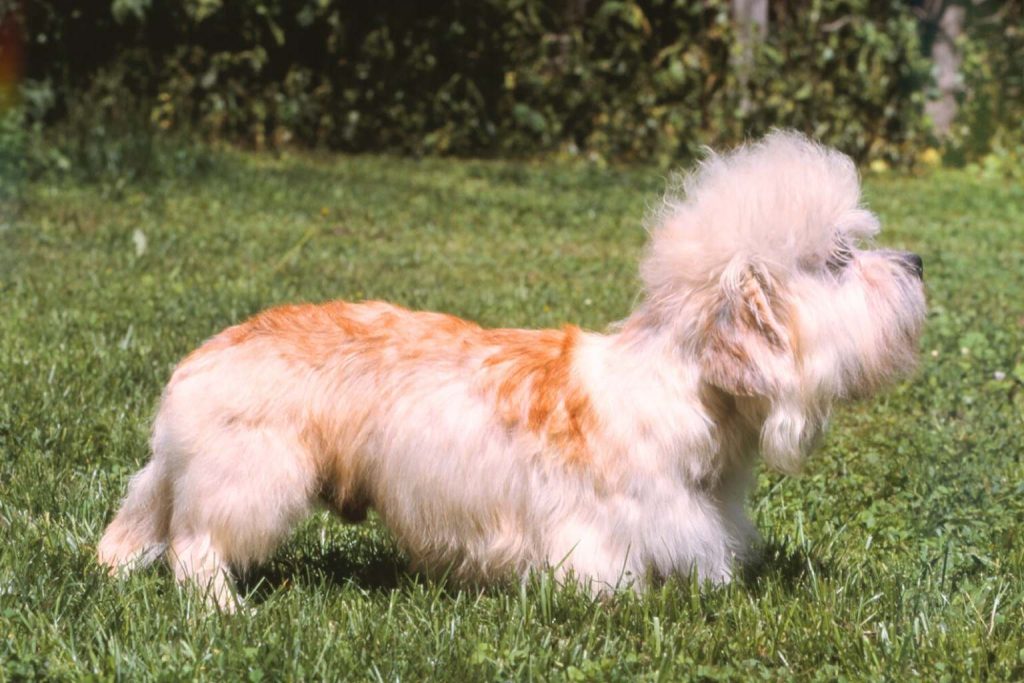 Small Dandie Dinmont Terrier with fluffy white and light brown fur standing in a grassy yard with green leafy background.