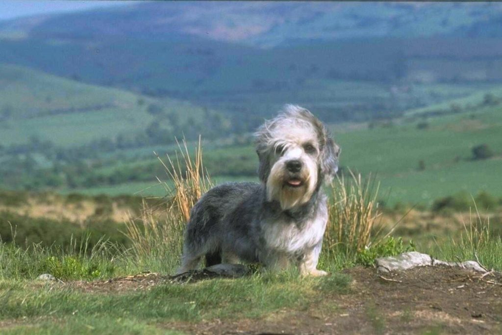 Dandie Dinmont Terrier standing on grassy hill with a gray and white coat, distinctive white beard, tongue slightly out.
