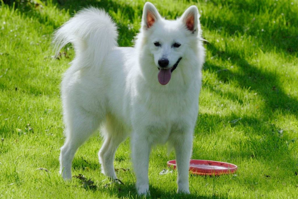 White Danish Spitz dog with thick fluffy coat and curled tail standing alert on lush green lawn with red frisbee nearby.