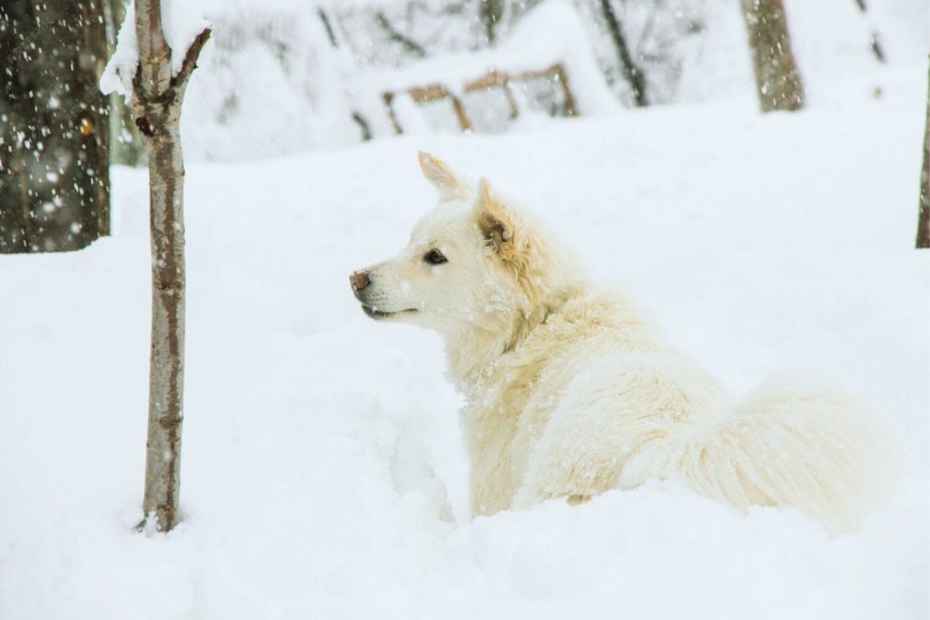 Fluffy white Danish Spitz dog sitting alertly in snowy landscape with upward-curled bushy tail and pointed ears visible.