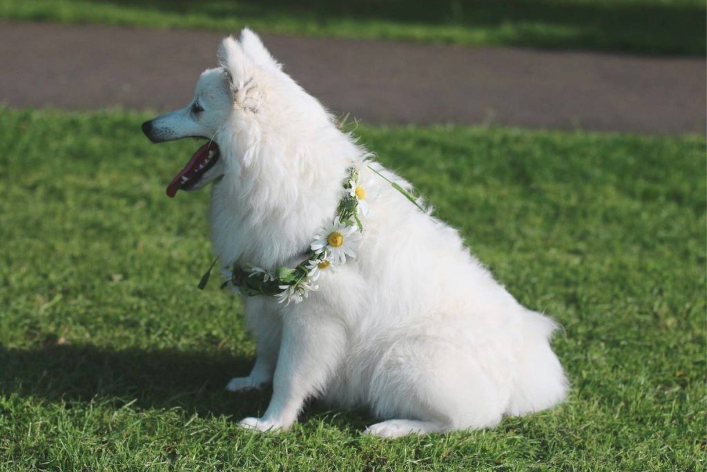 White Danish Spitz dog sitting on green grass with a daisy chain around its neck on a sunny day.