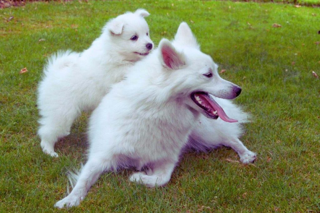 Two white Danish Spitz dogs, a larger adult and a puppy, playing on a vibrant green lawn in bright natural light.