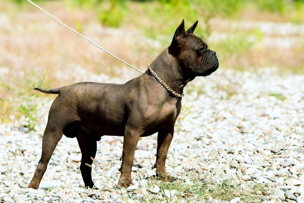Dark brindle Chongqing Dog with cropped ears, muscular build, and gold chain collar standing on rocky outdoor surface.