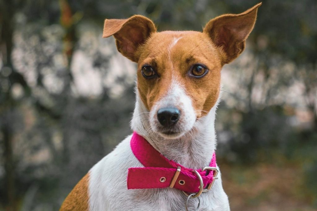 Close-up of Denmark Feist Dog with white and brown fur, white blaze on face, perky ears, pink collar, blurred natural background.