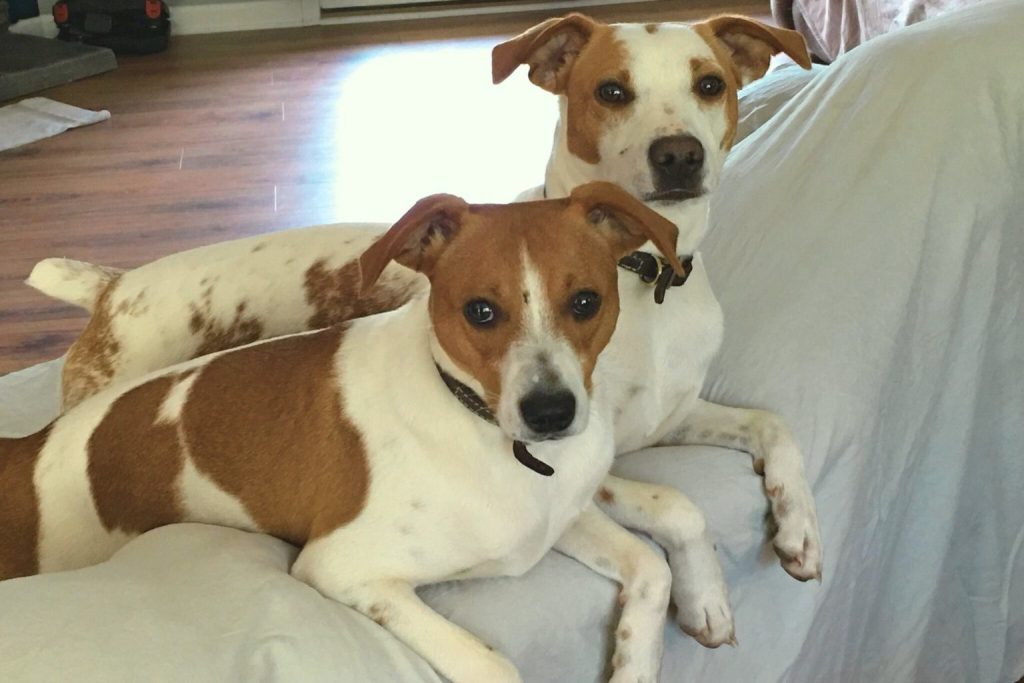 Two Denmark Feist Dogs with brown and white coats wearing black collars lying on a light sofa in a cozy indoor room.