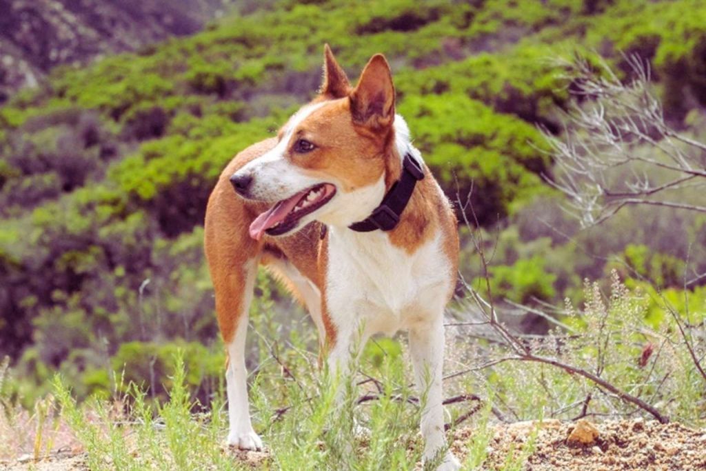 Denmark Feist Dog with brown and white fur, black collar, tongue out, standing on low green vegetation in front of bushes in daylight.