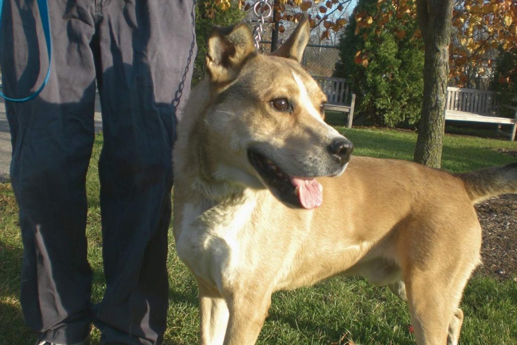 Tan Denmark Feist Dog with white head stripe, tongue out, leashed next to person in gray pants on grassy path with autumn trees.