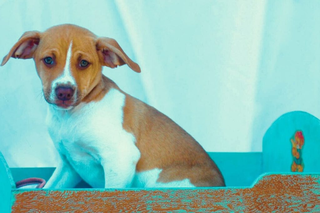 Tan and white Denmark Feist puppy sitting in a teal and brown wooden wagon with soft lighting and white background.