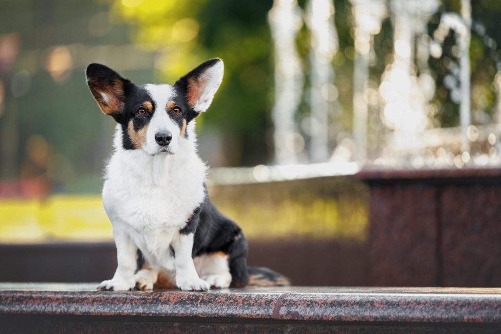 Regal tri-color Cardigan Welsh Corgi with a smooth coat sitting on a speckled ledge on a bright, sunny day.