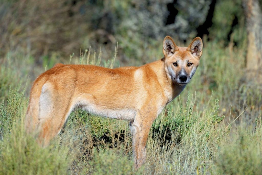 Dingo dog standing alert in tall dry grass with tan coat and pointed ears in a wild natural setting.