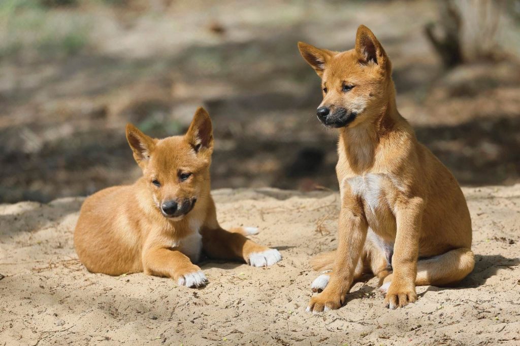 Dingo dog standing alert in an arid landscape with sandy coat and sharp wild features under sunlight.