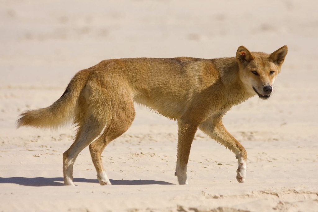 Dingo dog walking across a sandy beach in profile under bright sunlight with a red ear tag visible.