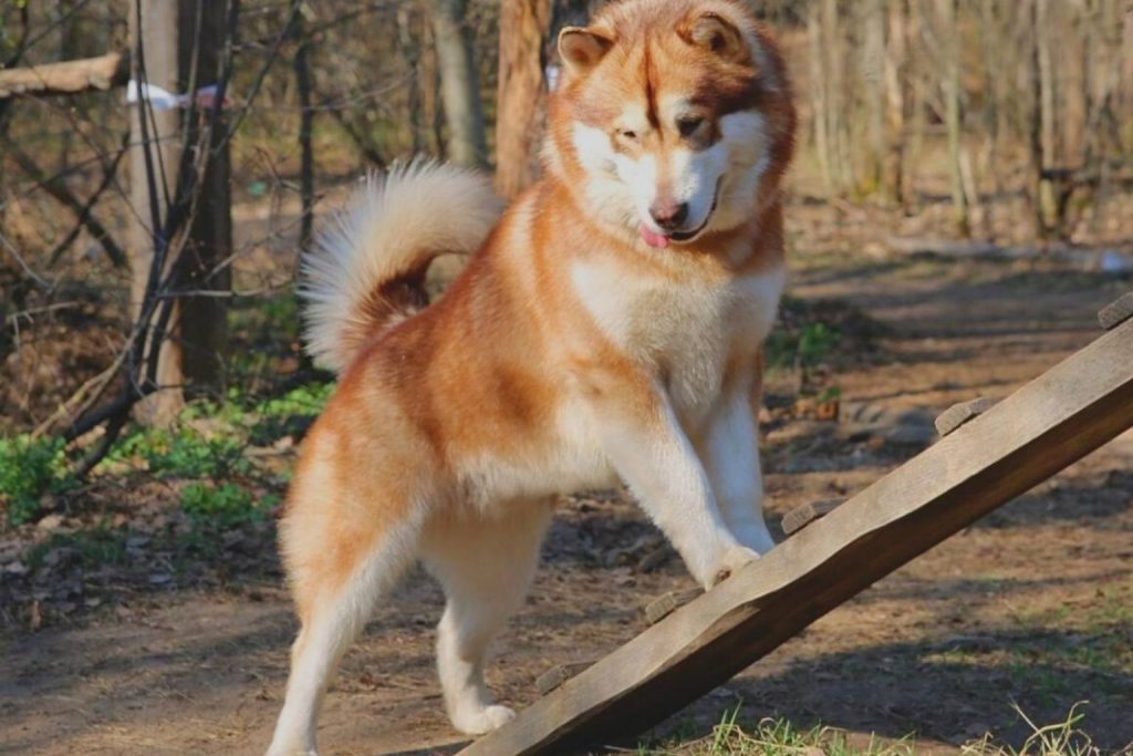 Majestic Canadian Eskimo Dog with light brown and white fur, standing proudly on a wooden ramp in a beautiful autumn forest.
