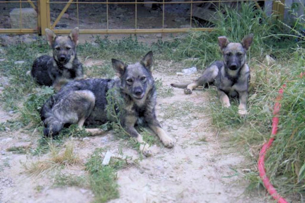 Three charming gray and black Cane Paratore Dogs, resting peacefully in a grassy outdoor enclosure.