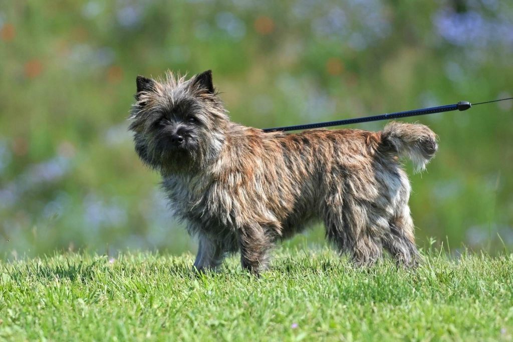 A Cairn Terrier with a rustic brown, gray, and tan coat stands alertly in a vibrant grassy field with wildflowers.
