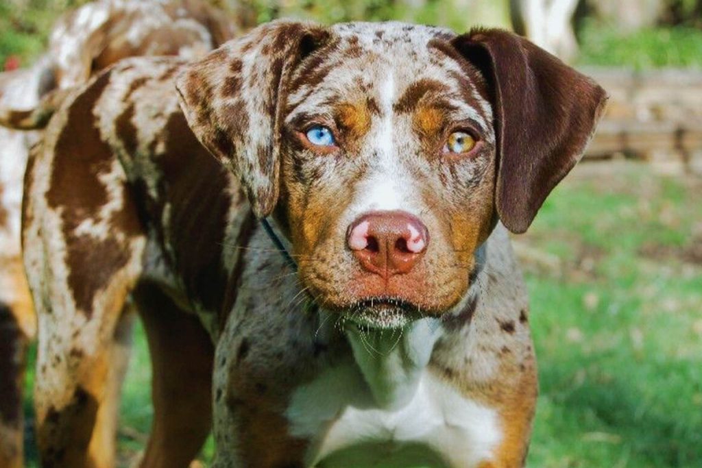 Close-up of a mottled brown and white Catahoula Leopard Dog exhibiting blue and amber heterochromatic eyes in an outdoor setting.