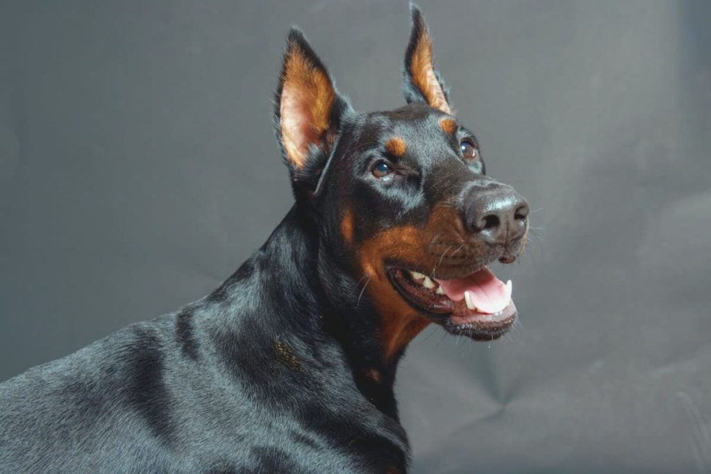 Dobermann Dog close-up portrait with black and rust coat, alert expression, and studio-style dark background.