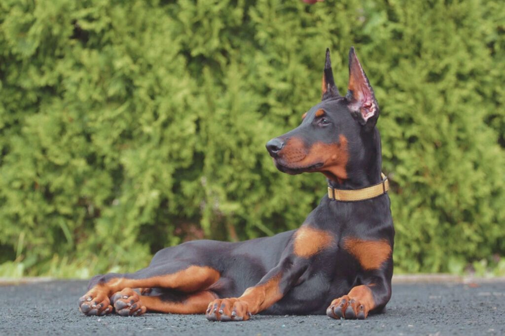 Dobermann dog lying on asphalt with black and tan coat, alert posture, and blurred green foliage background.