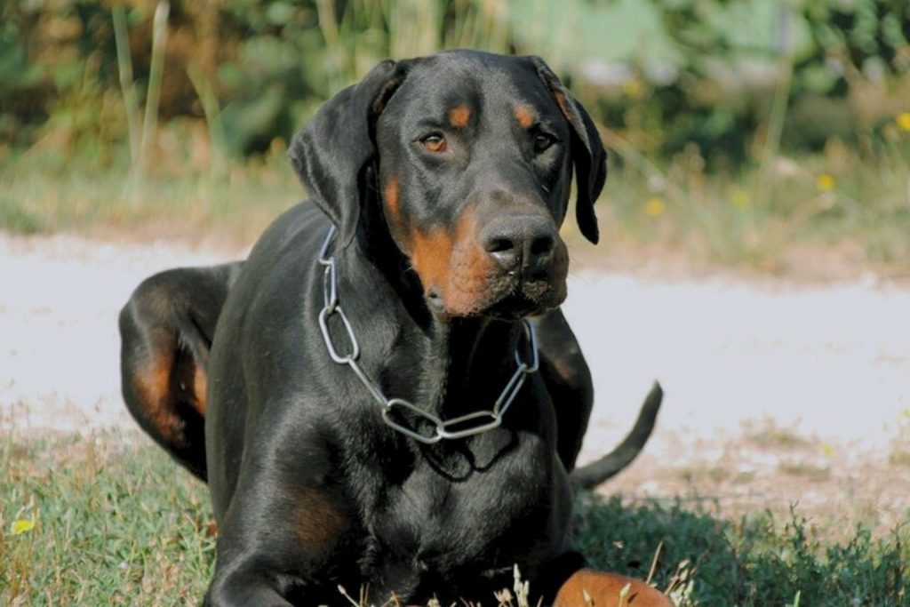 Dobermann dog with black and tan coat lying on grass wearing a silver chain collar in natural sunlight.