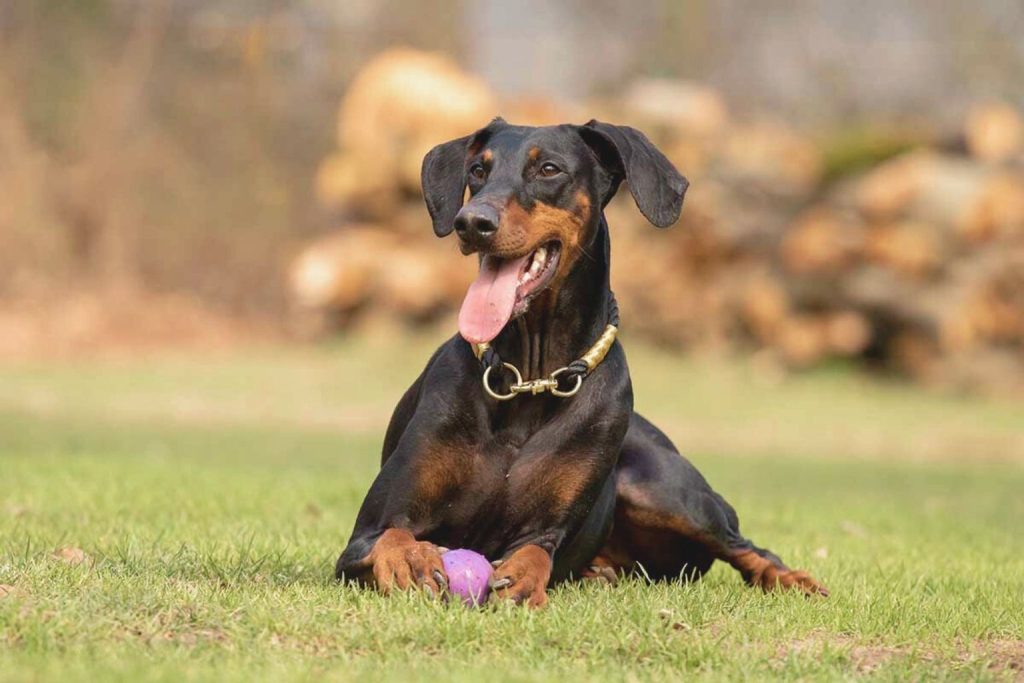 Dobermann dog lying on green grass with black and tan coat, panting and resting near a small purple toy.