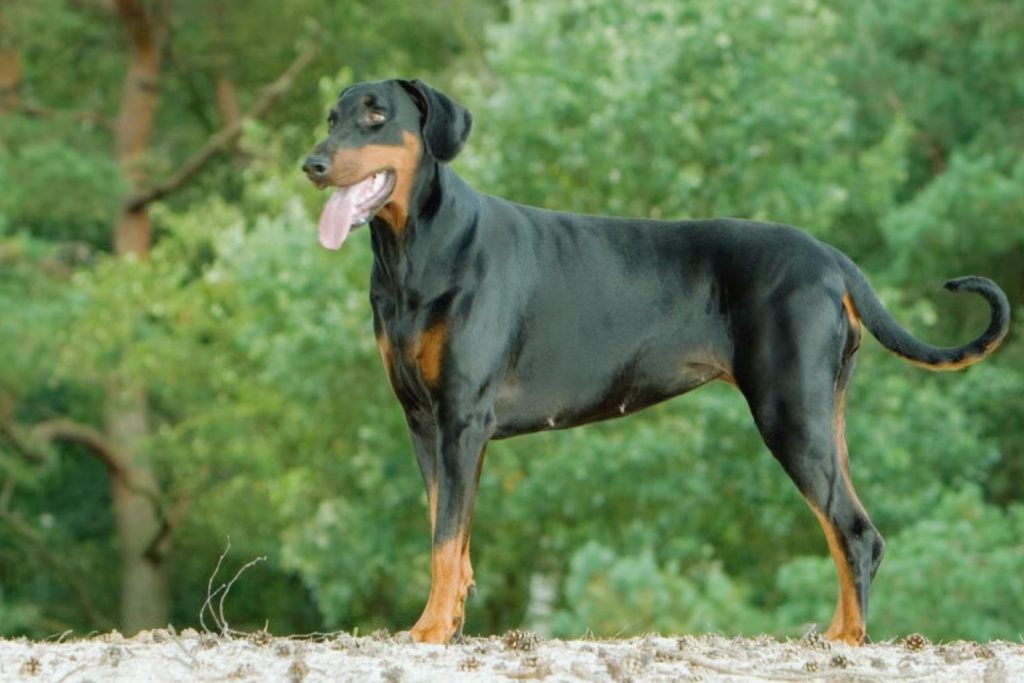 Dobermann dog standing in profile on a forest floor with black and tan coat and blurred green background.