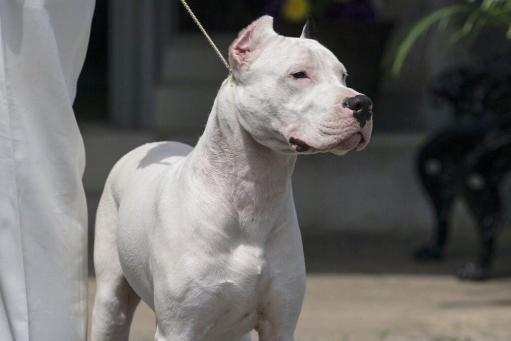 Close-up of a white Dogo Argentino dog with cropped ears standing outdoors on a leash.