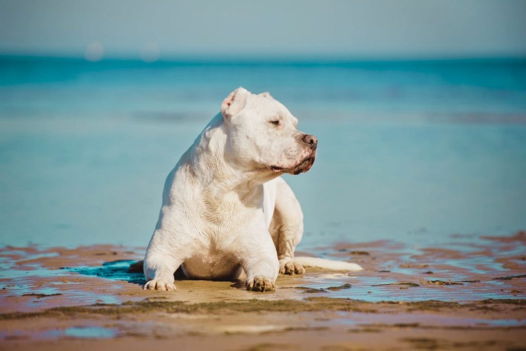Dogo Argentino dog resting on sandy beach with ocean background and relaxed expression.