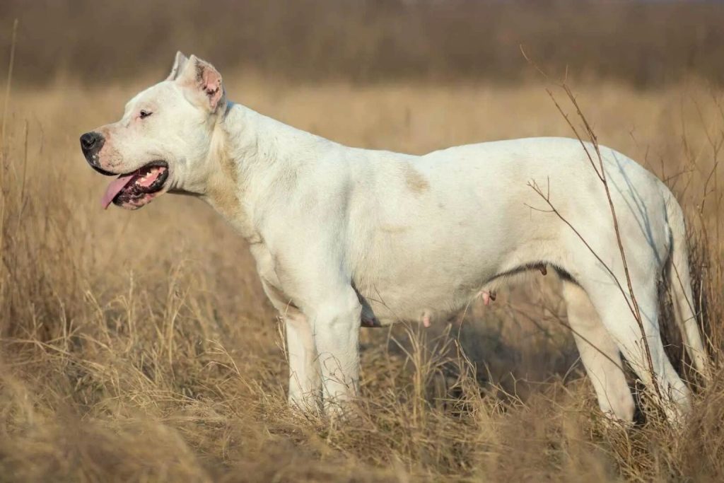 Dogo Argentino dog standing in dry golden grass with muscular build and white coat.
