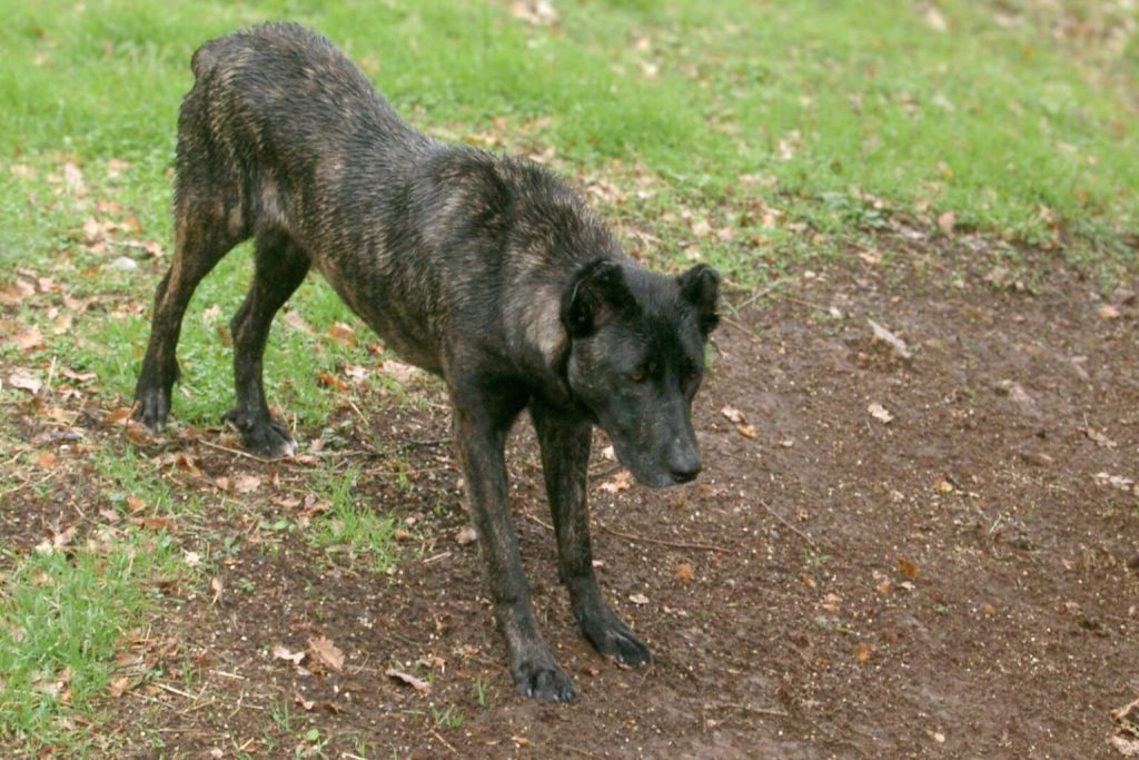 Dogo Sardesco dog with dark brindle coat standing on grass and dirt in an outdoor autumn setting.