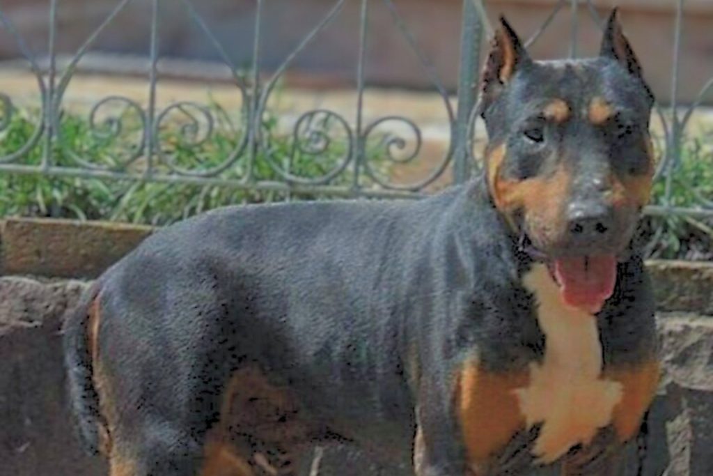 Muscular Dogue Brasileiro Dog with black and tan coat, erect ears, and white chest standing outdoors by a stone wall.