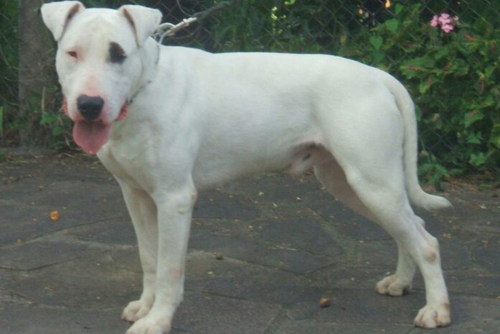 Dogue Brasileiro dog with white coat and dark eye patch standing on stone pavement in a garden with leash attached