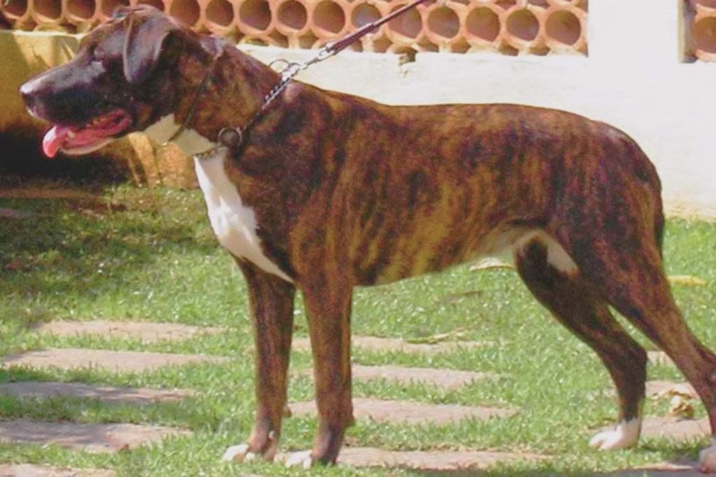 Brindle Dogue Brasileiro Dog with white chest, floppy ears, and chain collar standing on grass outdoors.