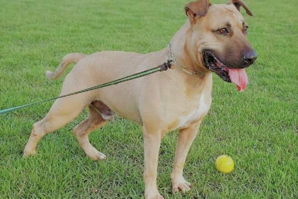 Light brown Dogue Brasileiro Dog with dark face markings, chain collar, and green leash standing on grass near a yellow ball.