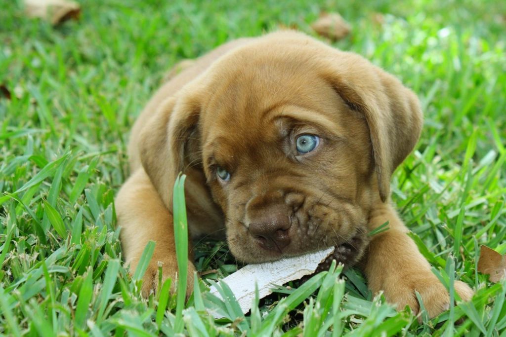 Fawn Dogue de Bordeaux puppy with blue eyes chewing bark on green grass in a close-up outdoor portrait.
