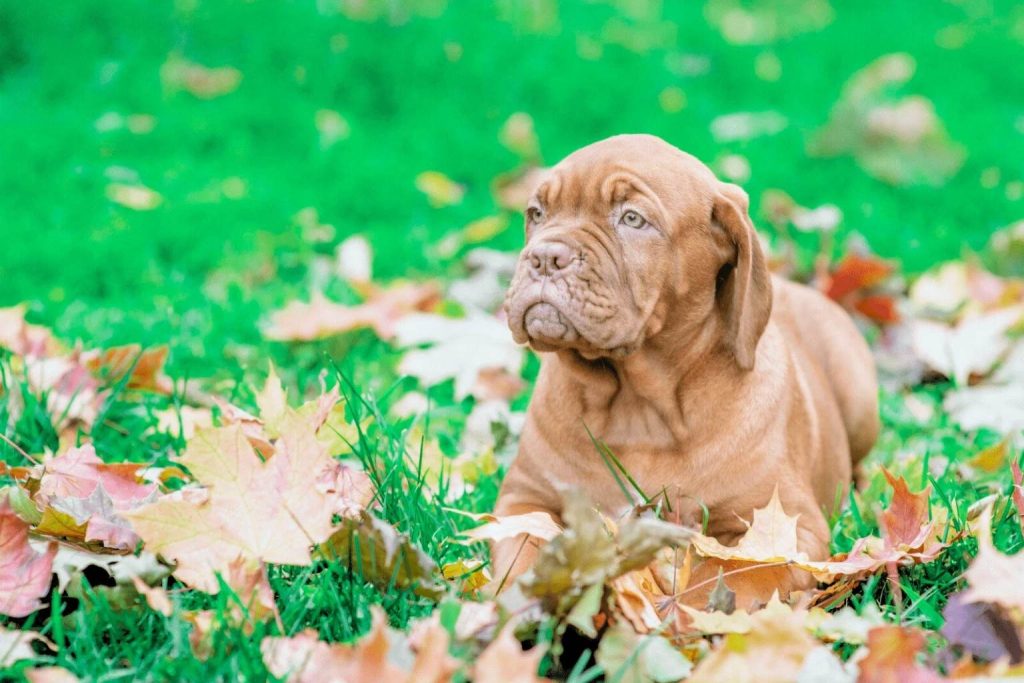 Dogue de Bordeaux puppy lying on green grass with autumn leaves, looking left with a curious expression.
