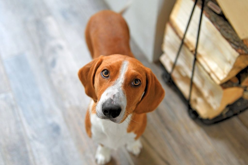 Brown and white Drever Dog looking up on a wooden floor beside a metal log holder with firewood.
