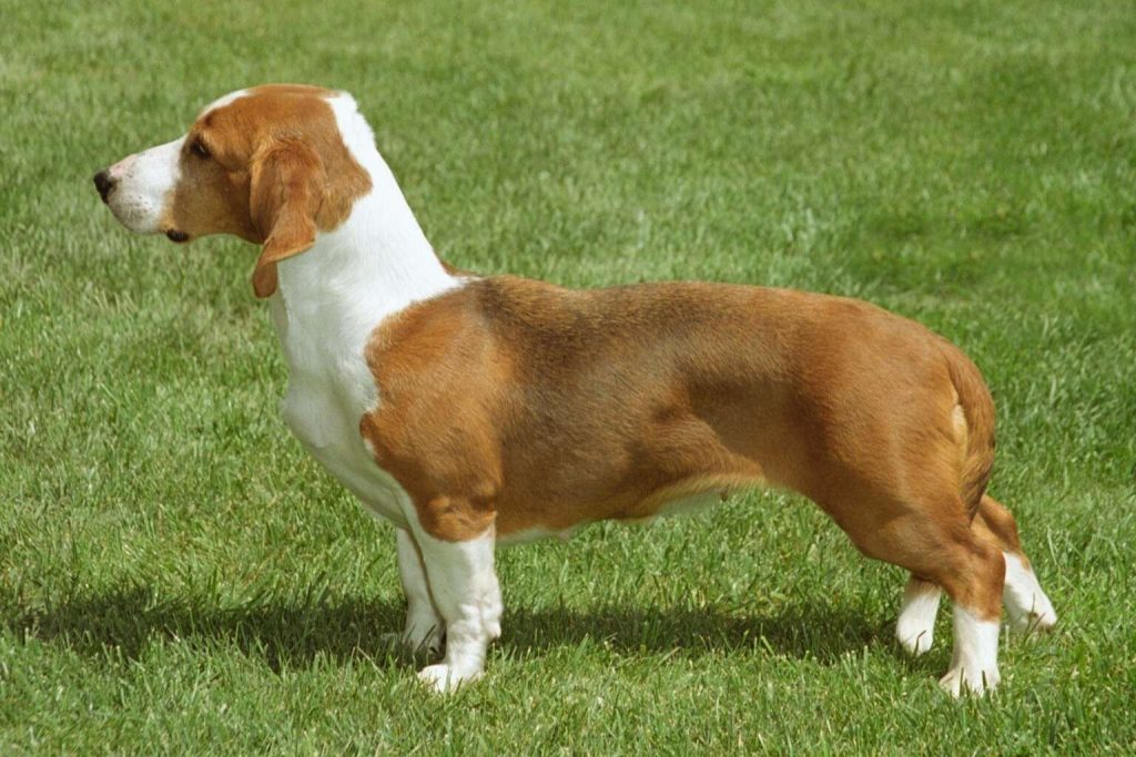 Tri-color Drever Dog standing in a grassy field, facing left with floppy ears and an alert posture.