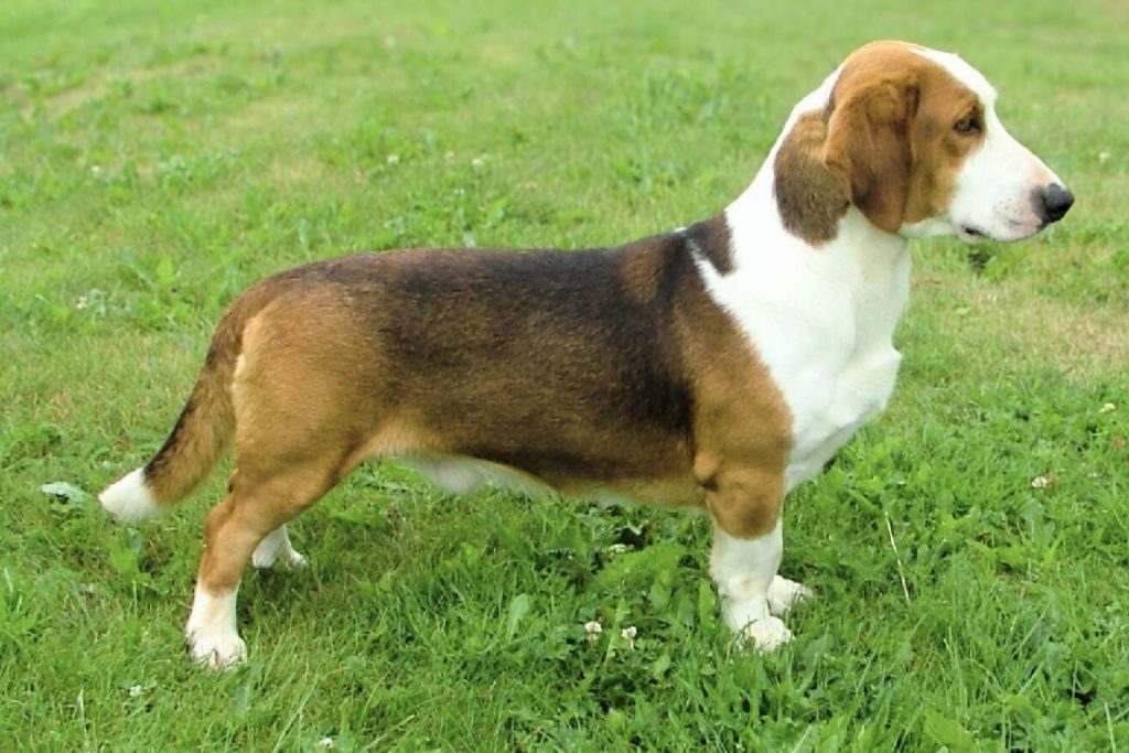Drever Dog standing in side profile on a grassy field with a reddish-brown and white coat.