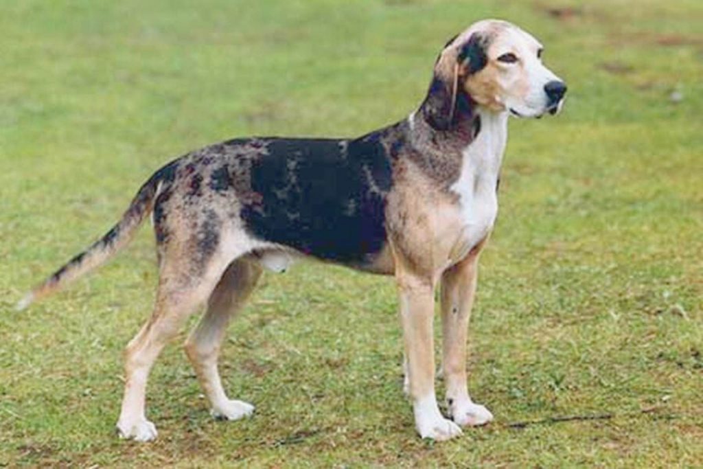 Profile of a mottled black, tan, and white Dunker Dog standing in a grassy field with its head turned right.
