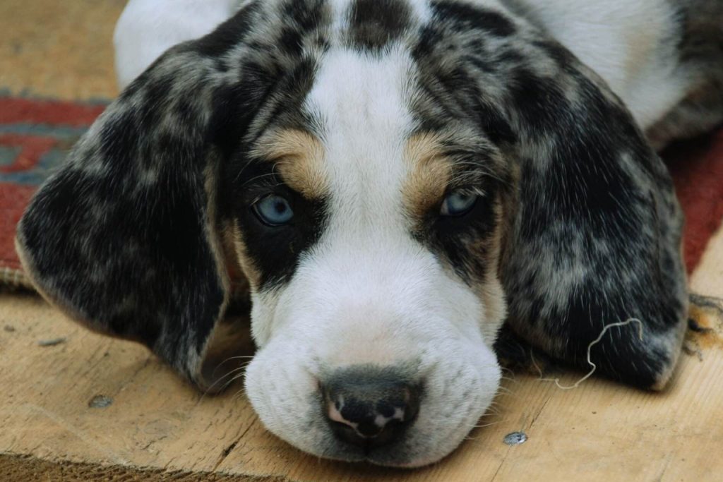 Close-up of a young Dunker Dog with blue eyes and a grey merle coat resting on weathered wood.