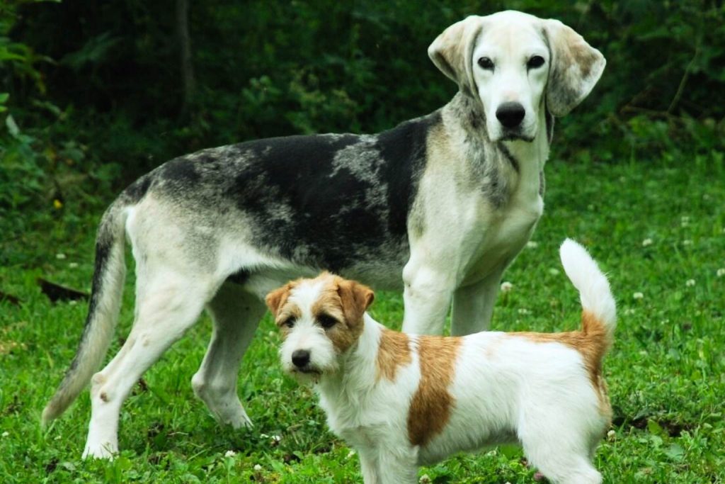 White and mottled Dunker Dog with tan ears standing behind a small terrier in a wildflower meadow.