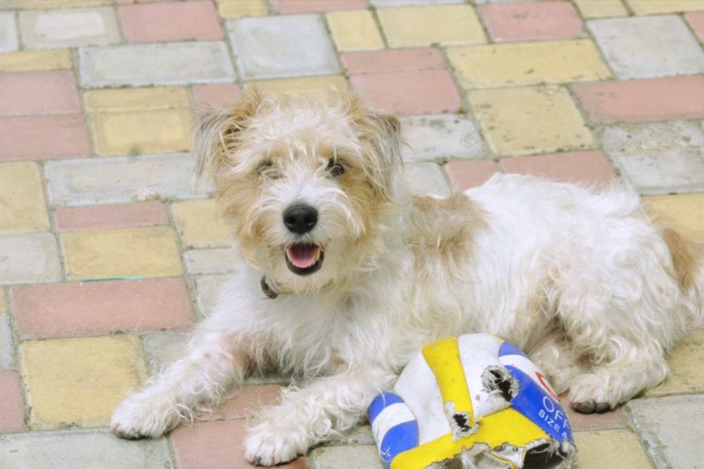 Dutch Smoushond Dog resting on tiled pavement with damaged ball, front paws outstretched, tongue out, dark collar.