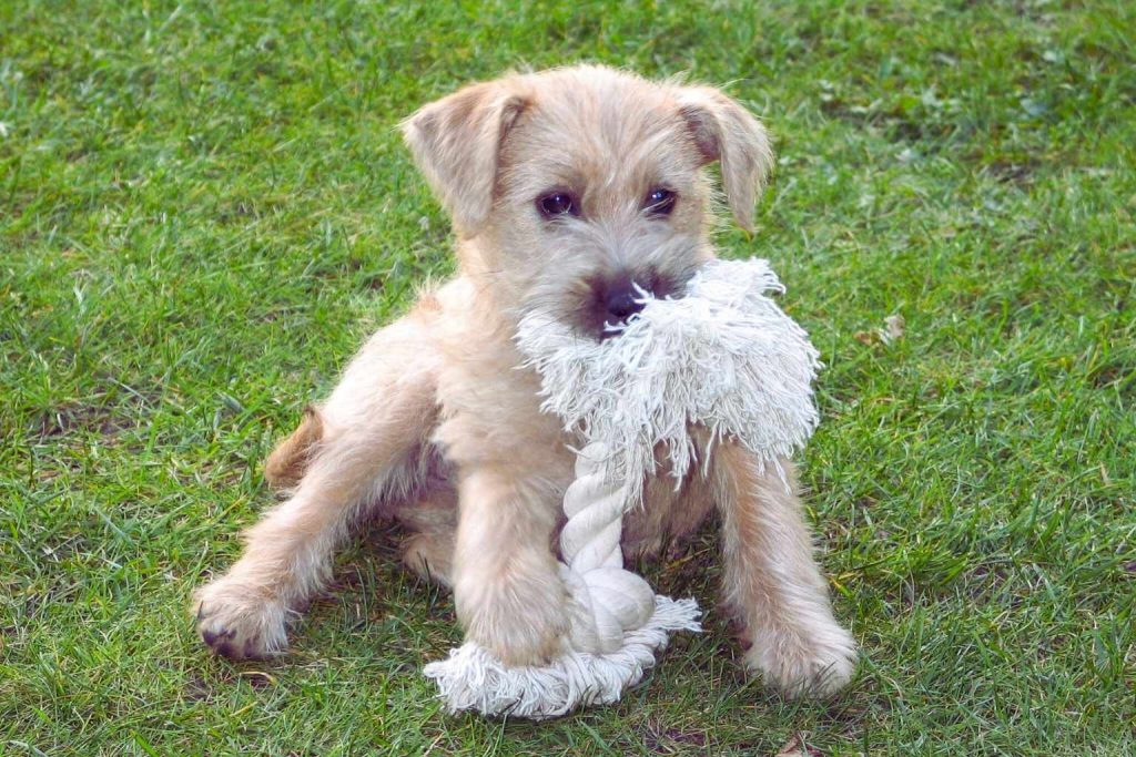Dutch Smoushond puppy with shaggy light brown fur sits on grass holding white rope toy in mouth, floppy ears, dark eyes.