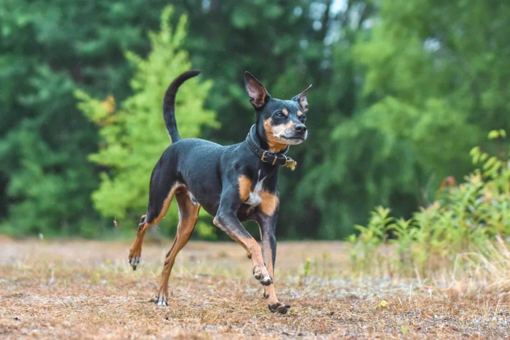 Energetic Ca Rater Mallorquí Dog (Min Pin) with a black and tan coat, running through a grassy field.
