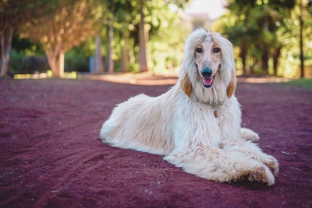 Cream-colored Afghan Hound with long fluffy coat lying on dark reddish-purple ground in a garden setting