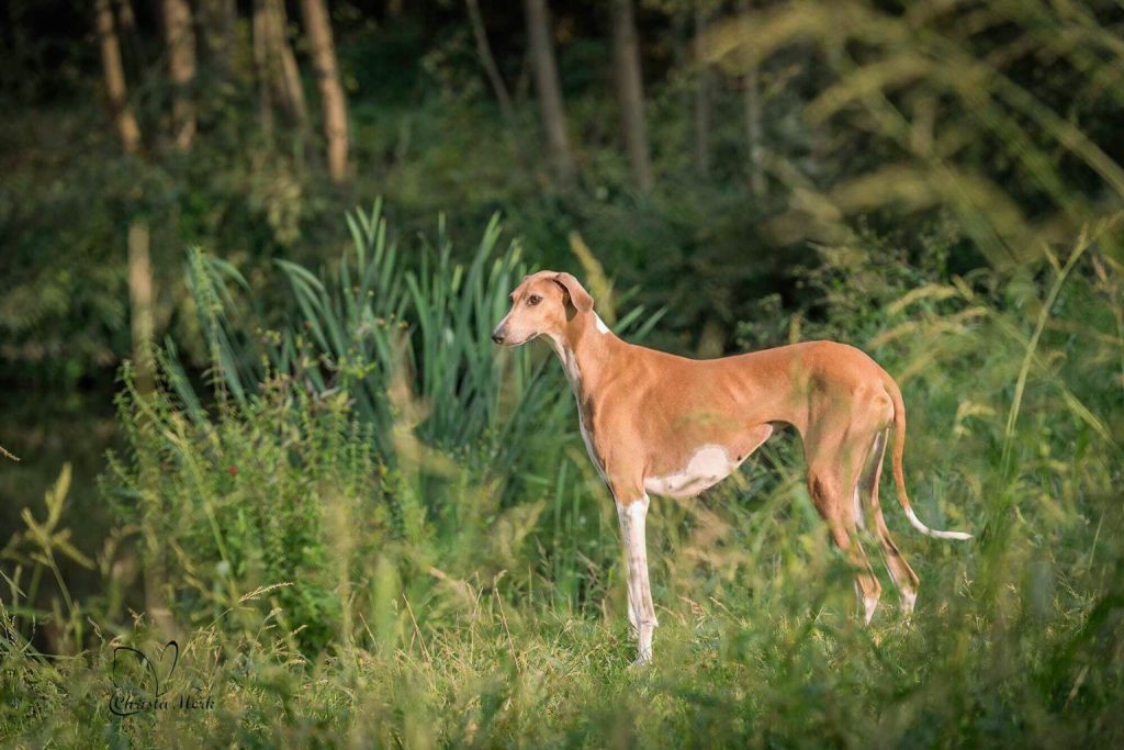 Lean reddish-brown Azawakh dog stands in tall green grass with smooth coat and slender tail