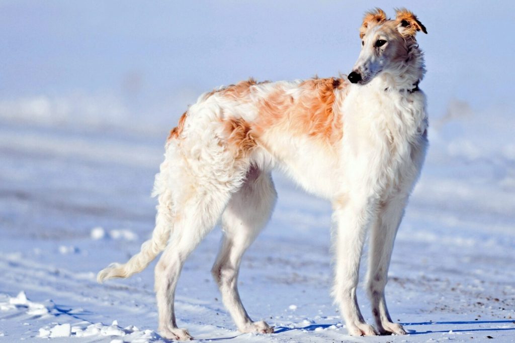 Borzoi Dog with cream and reddish-brown fur stands alert in a snowy field under pale blue sky, wearing a dark collar