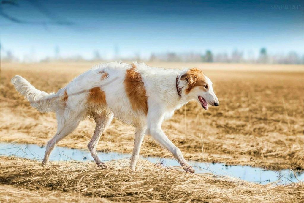 White and brown Borzoi Dog strides gracefully across a tan grassy field with a reddish collar and reflected puddle in foreground